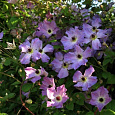 Клематис крупноцветковый Монинг Скай