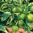 Цитрус Лимон Вариегата Цитрус Лимон Вариегата
