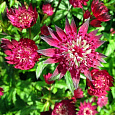 Астранция крупная Руби Веддинг