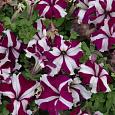 Петуния грандифлора Галактика F1 Вишневая