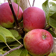 Яблоня Лето красное Яблоня Лето красное