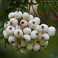 Рябина White Swan