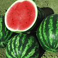 Арбуз Синчевский