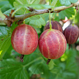 Крыжовник Ахиллес Крыжовник Ахиллес