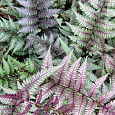 Кочедыжник (Папоротник) ниппонский Pewter lace