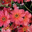 Кореопсис Ром Пунш