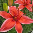Лилия азиатская Ред Электрик