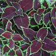 Колеус Шоколад Минт