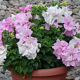 Петуния махровая	Дабл каскад орхид мист