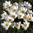 Крокус Ботанический Speciosus alba