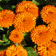 Календула пацифик Оранжевая красавица Календула пацифик Оранжевая красавица