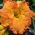 Лилейник гибридный Orange Nassau Лилейник гибридный Orange Nassau