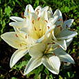 Лилия азиатская Инувик Лилия азиатская Инувик