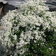 Клематис (Ломонос) манчьжурский