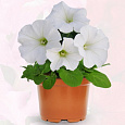 Петуния грандифлора Дувет Вайт