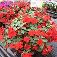 Бальзамин ампельный Тумблер Скарлет