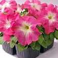 Петуния грандифлора Лимбо Джи Пи	Роуз Морн