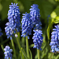 Мускари Armeniacum