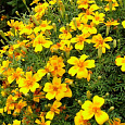 Бархатцы тонколистные Лимонный самоцвет Бархатцы тонколистные Лимонный самоцвет