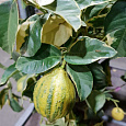 Цитрус Лимон Вариегата Цитрус Лимон Вариегата