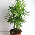 Хамедорея Изящная Хамедорея Изящная