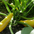 Кабачок Желтоплодный Кабачок Желтоплодный