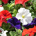 Петуния грандифлора Дримс микс
