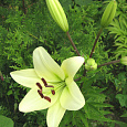 Лилия ЛА-гибрид Келсо