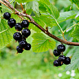 Смородина черная Ажурная Смородина черная Ажурная