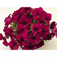 Петуния грандифлора Саксесс 360° Бургунди Вейн
