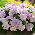 Петуния махровая	Дабл каскад орхид мист