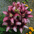Лилия азиатская танго Пёпл Дрим Лилия азиатская танго Пёпл Дрим