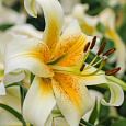 Лилия ОТ-гибрид Мистер Кас Лилия ОТ-гибрид Мистер Кас