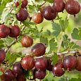Крыжовник  Финик Крыжовник  Финик