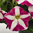 Петуния ампельная Саксесс Пинк Стар