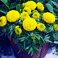 Бархатцы прямостоячие Антигуа Голд