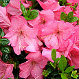 Азалия японская Анук