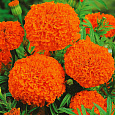 Бархатцы прямостоячие Гавайи Бархатцы прямостоячие Гавайи
