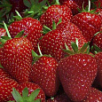 Земляника садовая Верити Земляника садовая Верити