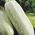 Кабачок Грибовские 37 Кабачок Грибовские 37