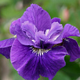 Ирис сибирский Ruffled Plus